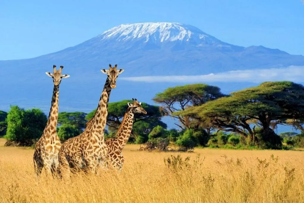 Amboseli National Park