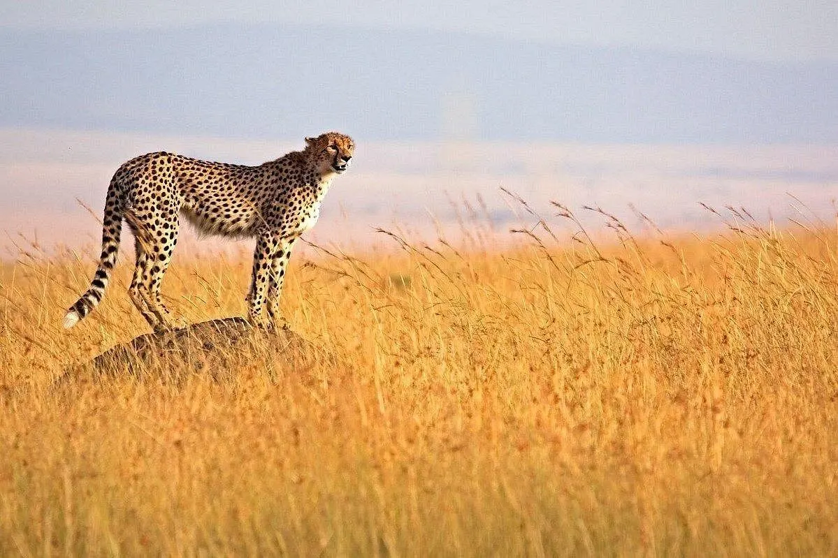 Private Safari Tour: Nairobi National Park