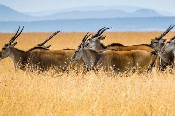 Tsavo National Park Guide: Kenya's Wild, Red-Elephant Wilderness