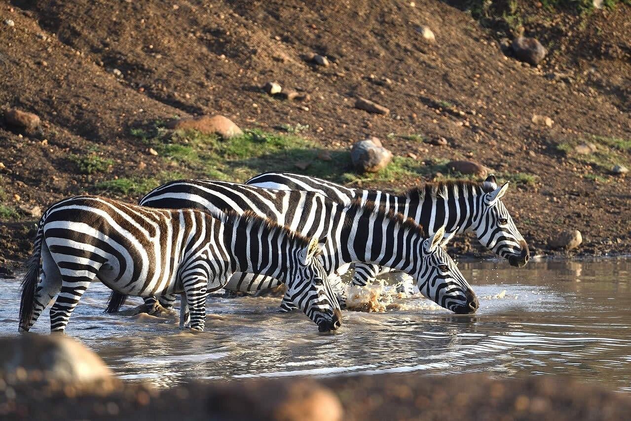 Safari designers