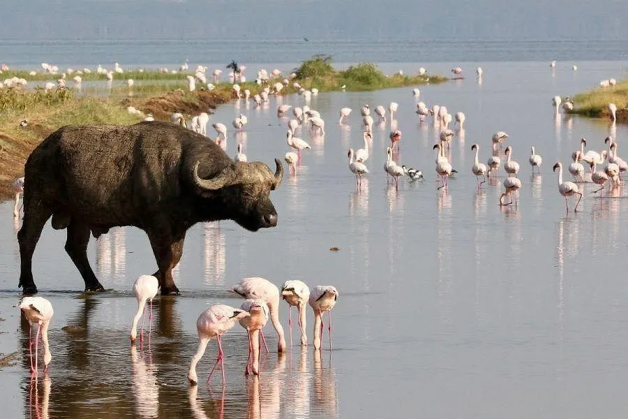 Lake Naivasha Safari Guide: Hippos, Boat Safaris & Crescent Island