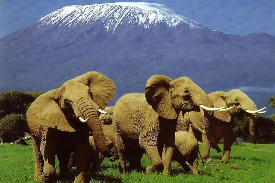Kenya Wildlife Conservation: The Stories Behind the Safaris
