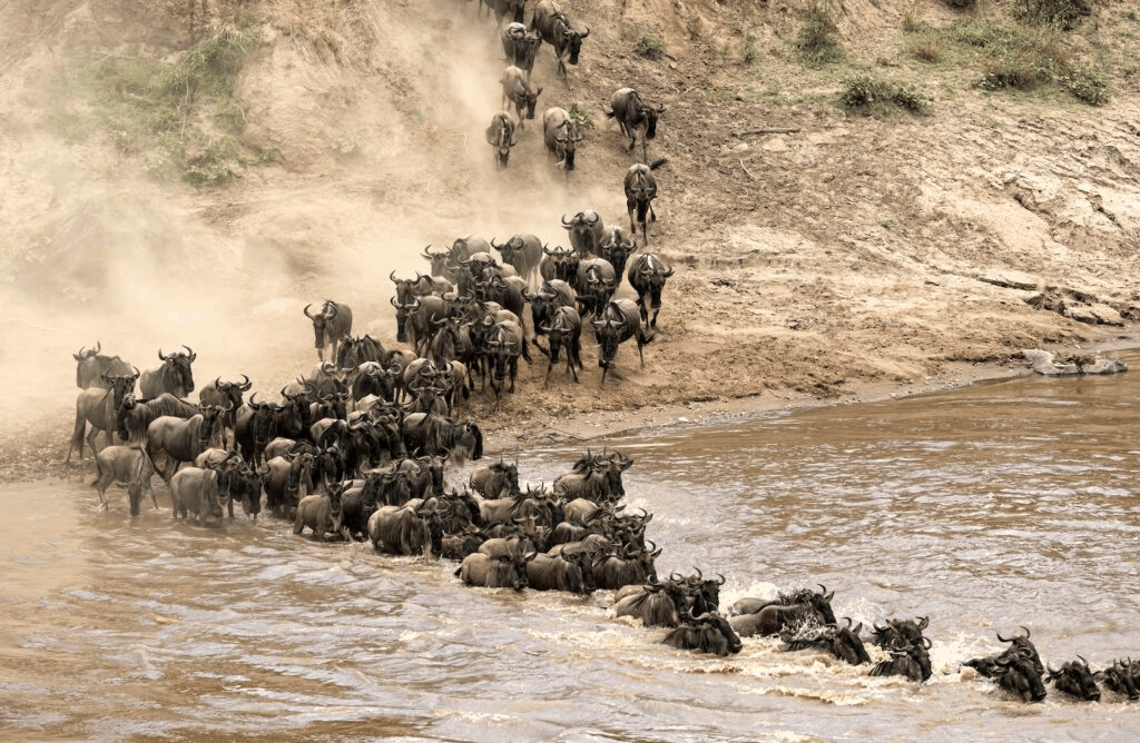 7 Days Tanzania Signature Safari