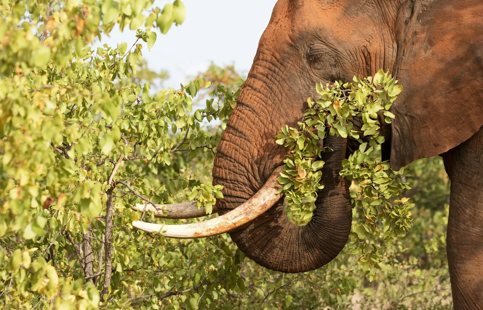 Tarangire National Park