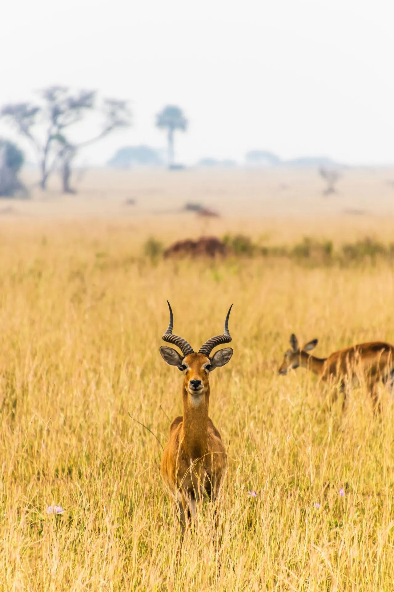 Uganda scenery