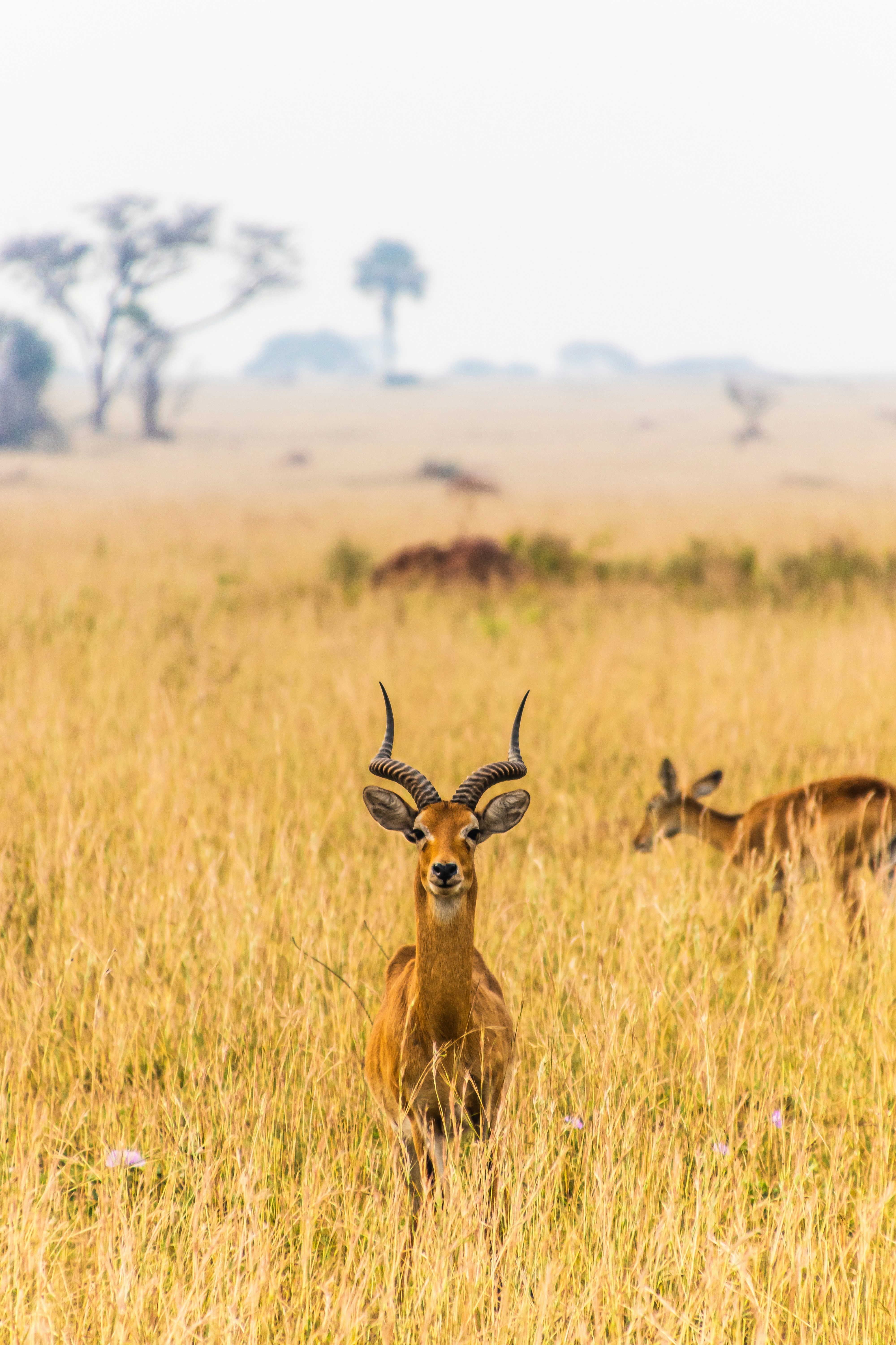 Uganda scenery
