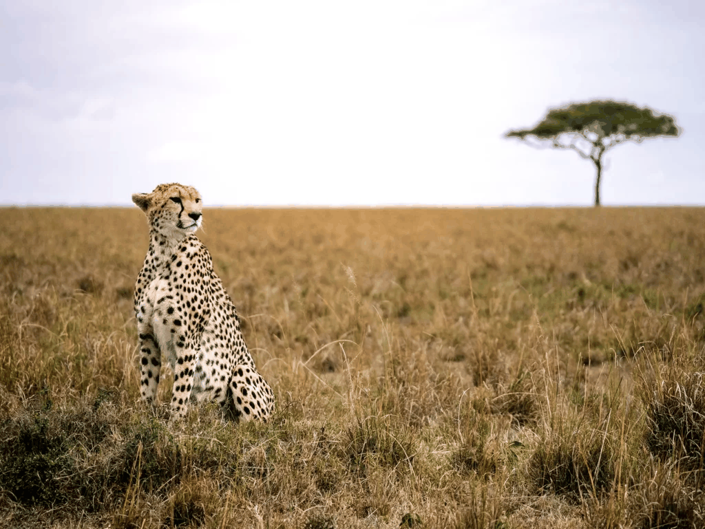 7 Days Kenya Classic Safari