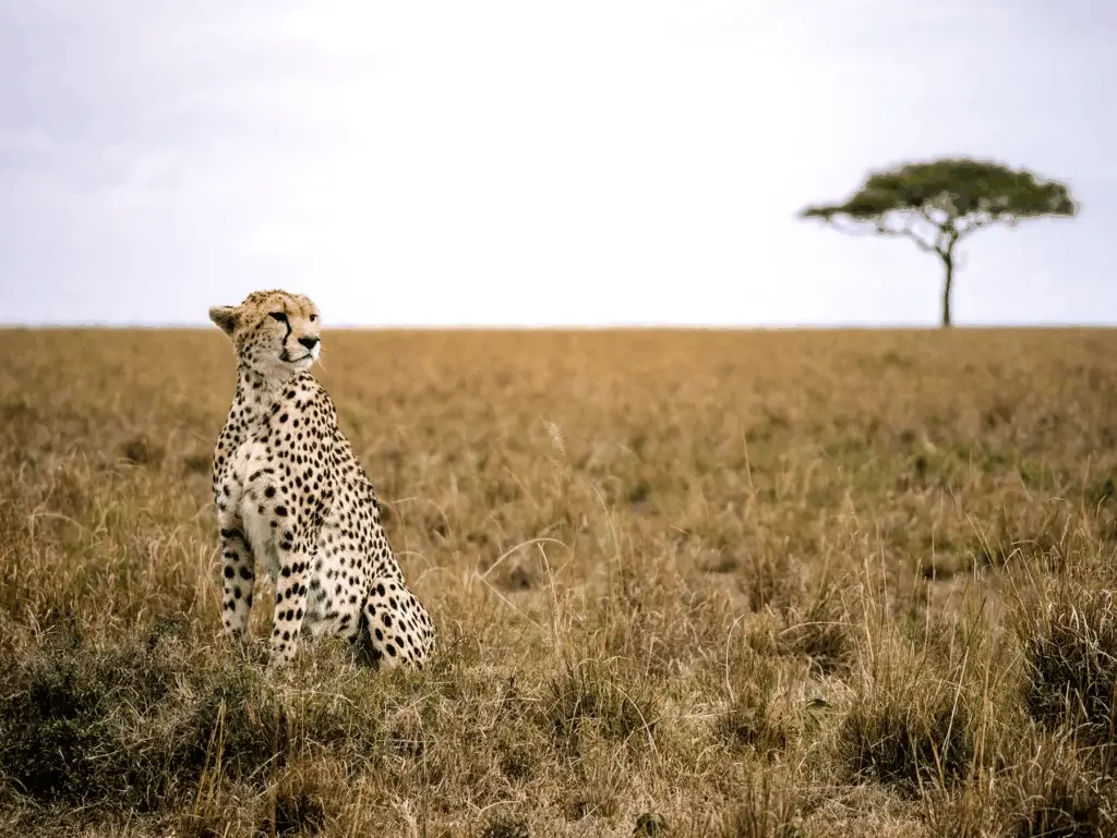 7 Days Kenya Classic Safari