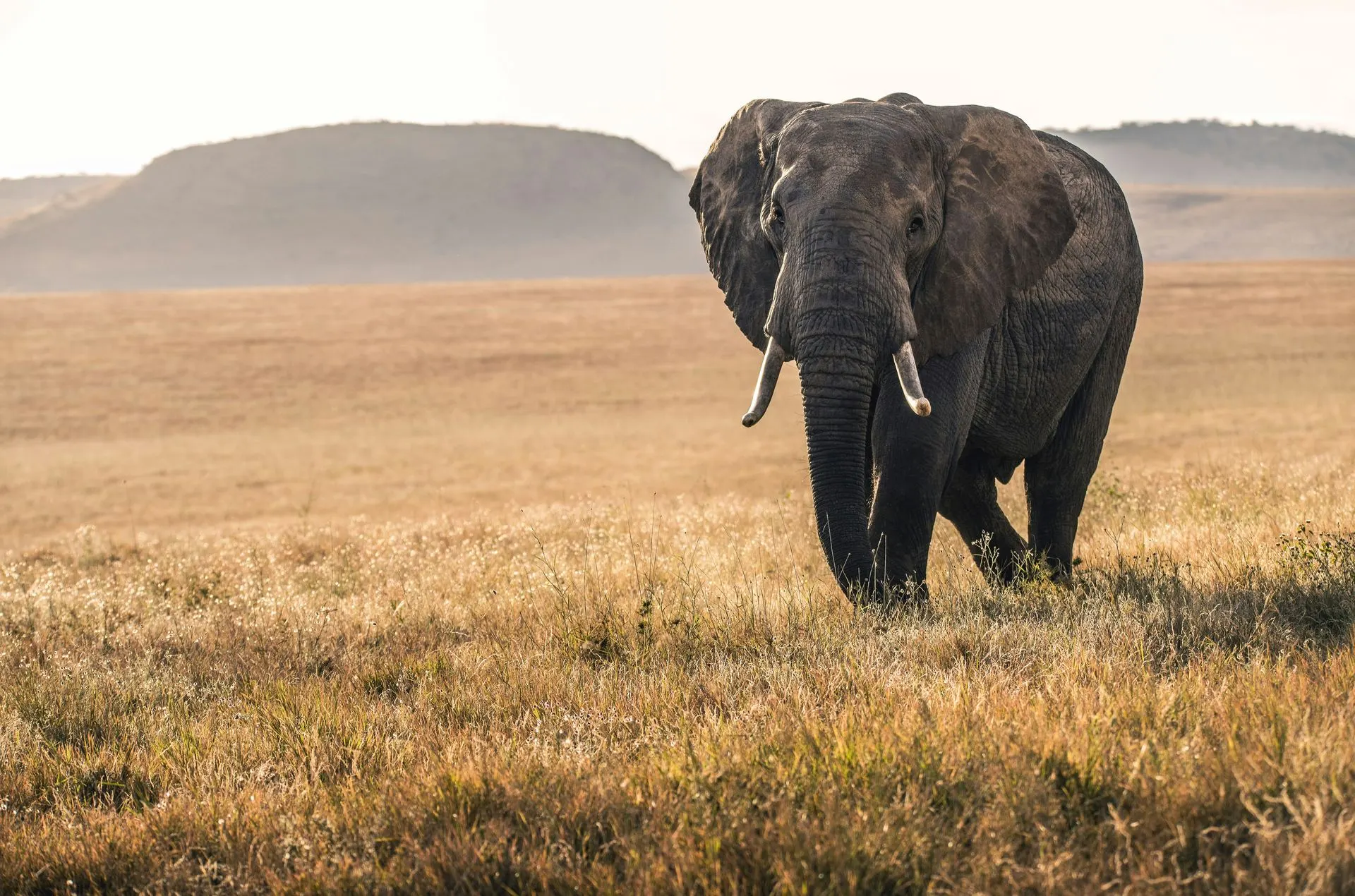 Kenya landscape