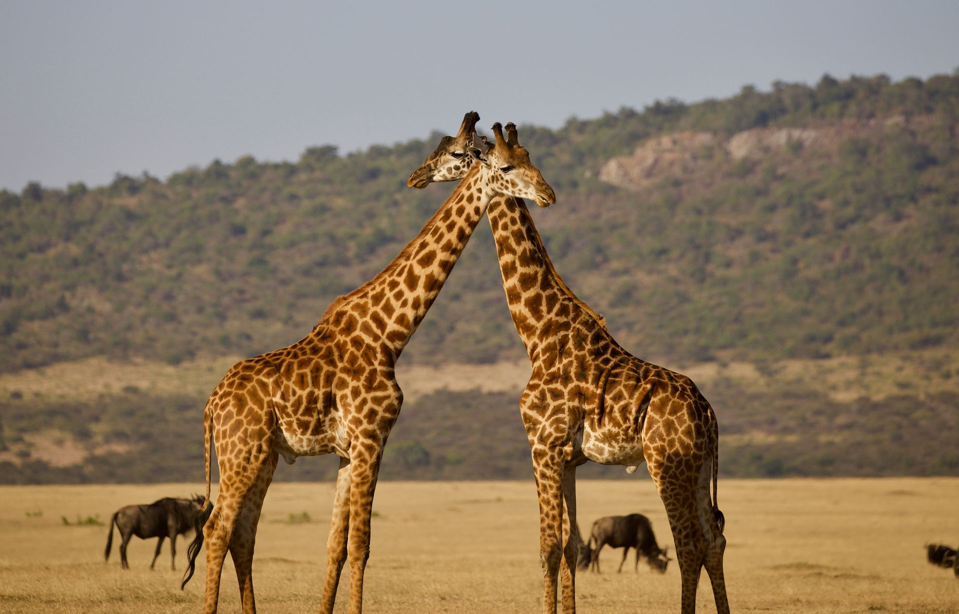 Samburu National Reserve