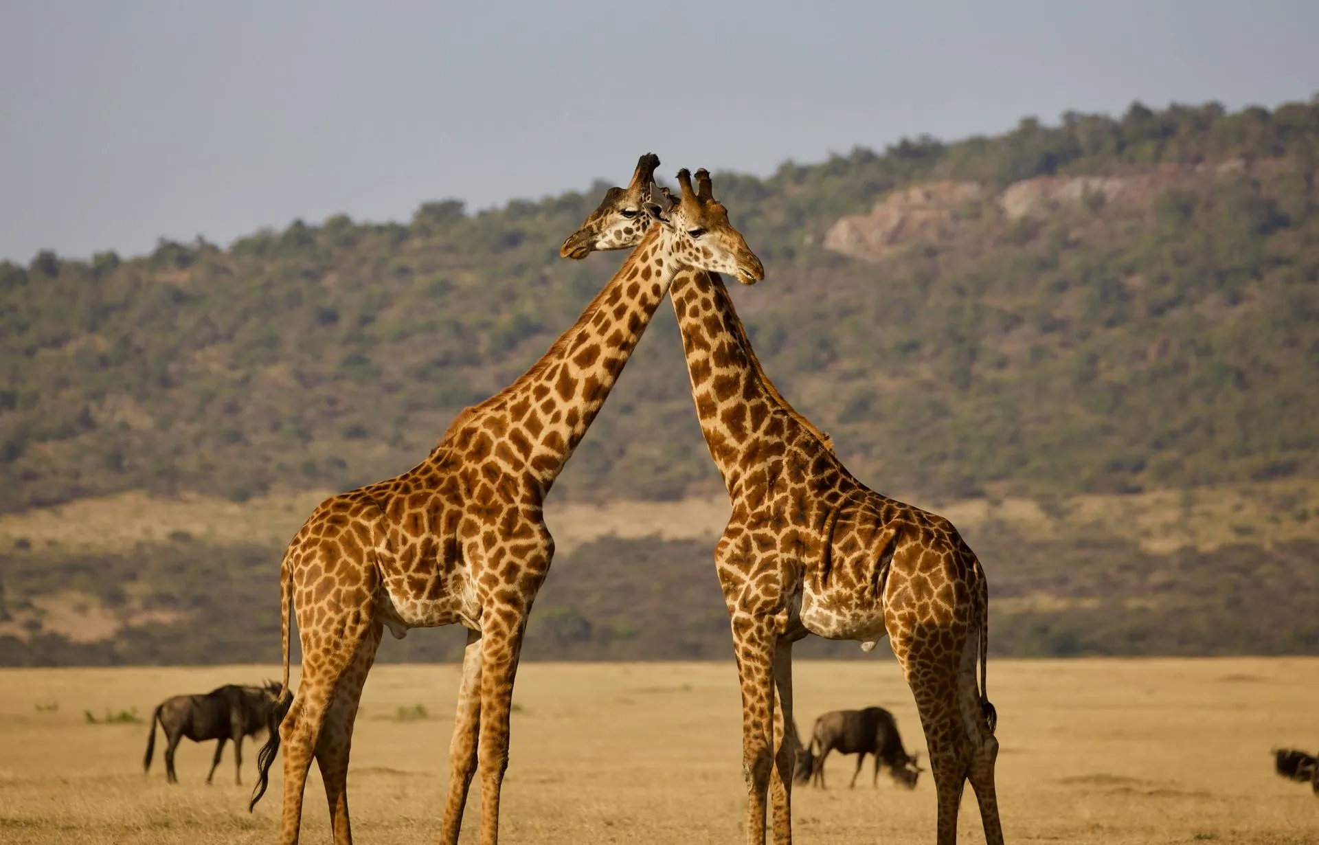 Samburu National Reserve