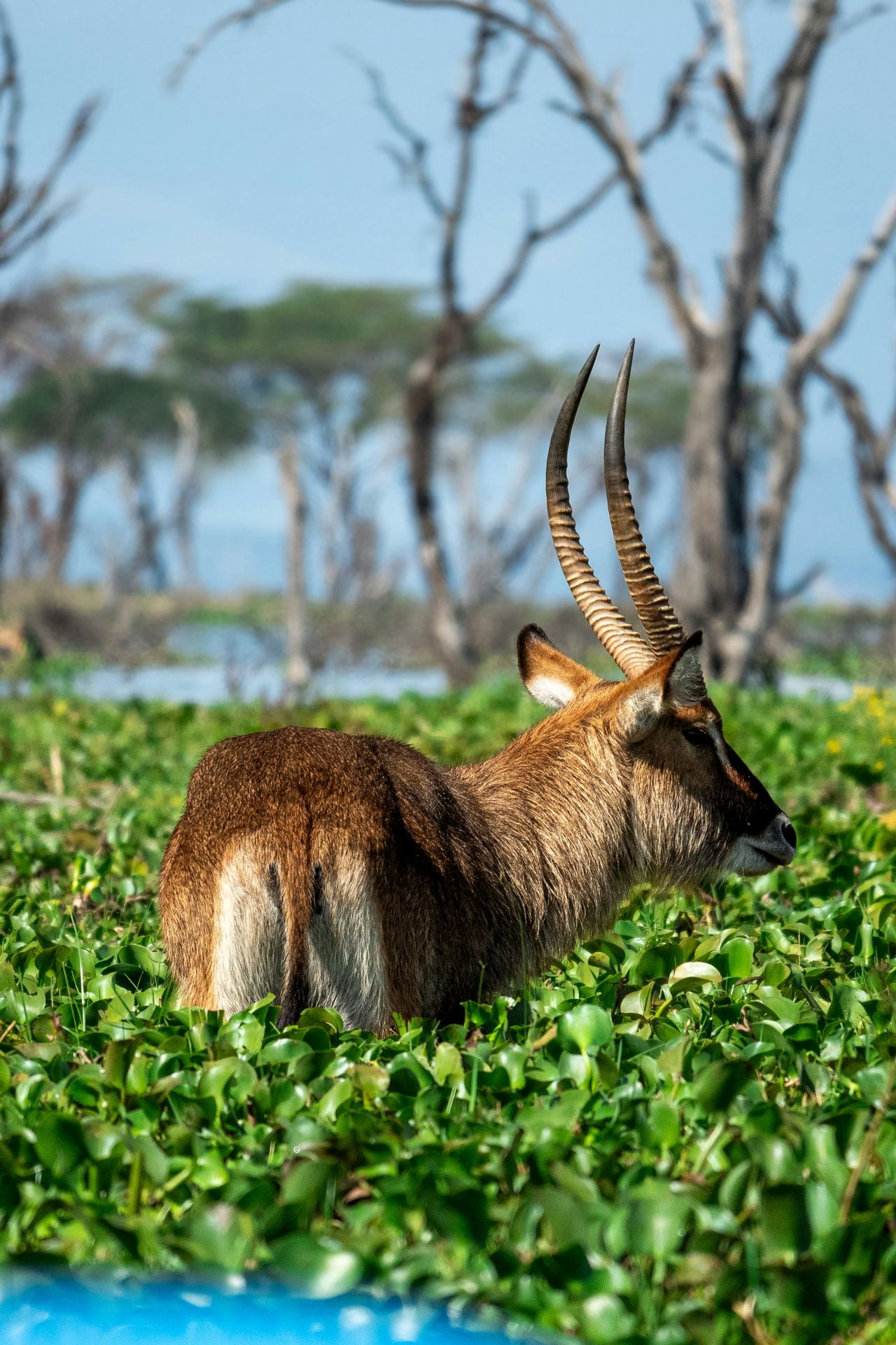 Lake Naivasha