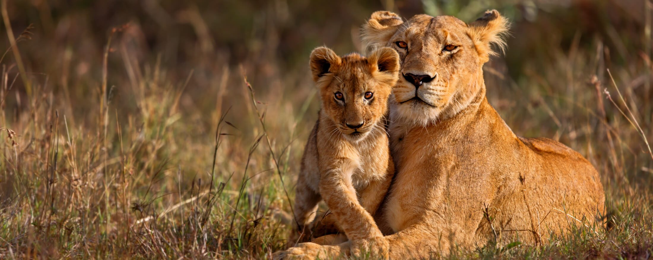 Tanzania lodge