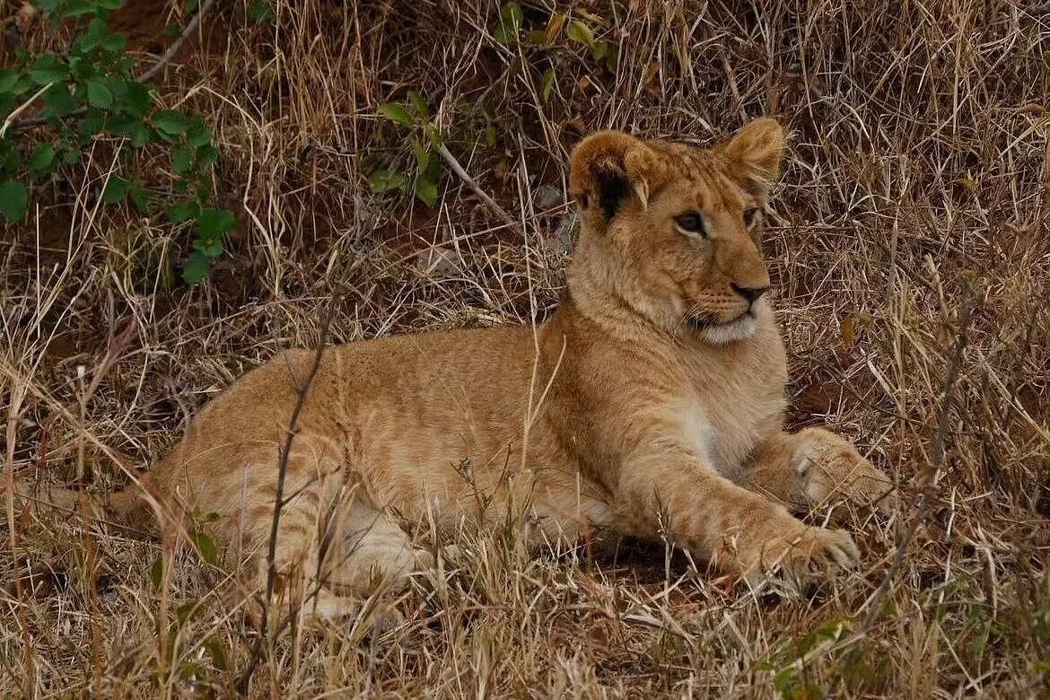 13 Days Kenya & Tanzania Classic