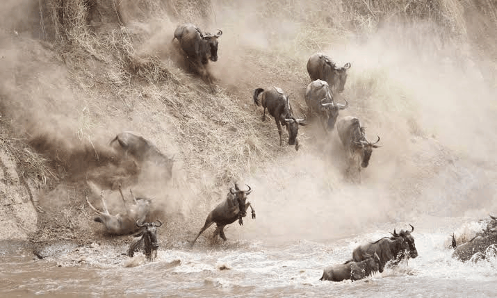3 Day Masai Mara at Governor's Camp